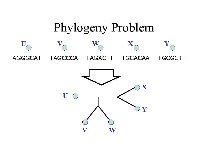Phylogeny Problem U AGGGCAT V W TAGCCCA X TAGACTT Y TGCACAA X U Y