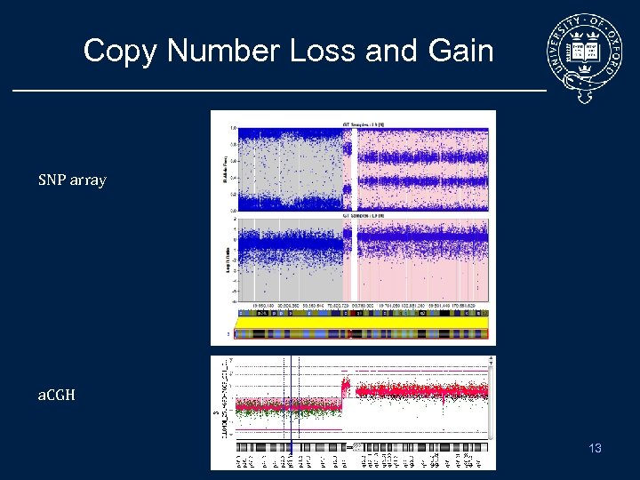 Copy Number Loss and Gain SNP array a. CGH 13 
