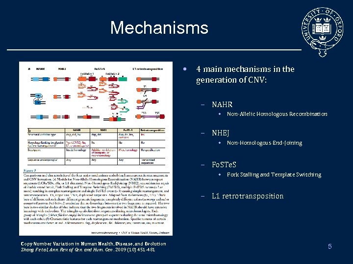 Mechanisms • 4 main mechanisms in the generation of CNV: – NAHR • Non-Allelic