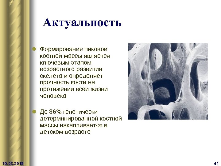 Актуальность l Формирование пиковой костной массы является ключевым этапом возрастного развития скелета и определяет