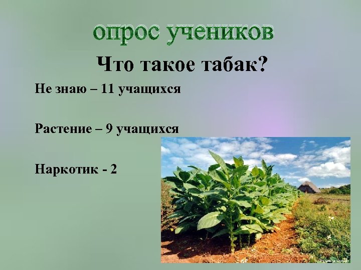 опрос учеников Что такое табак? Не знаю – 11 учащихся Растение – 9 учащихся