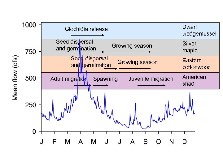 Dwarf wedgemussel Glochidia release Seed dispersal and germination Adult migration Growing season Spawning Juvenile
