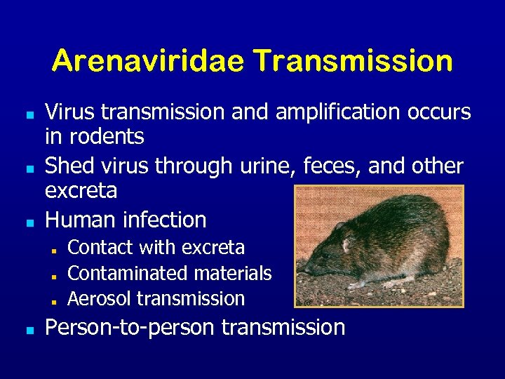 Arenaviridae Transmission n Virus transmission and amplification occurs in rodents Shed virus through urine,