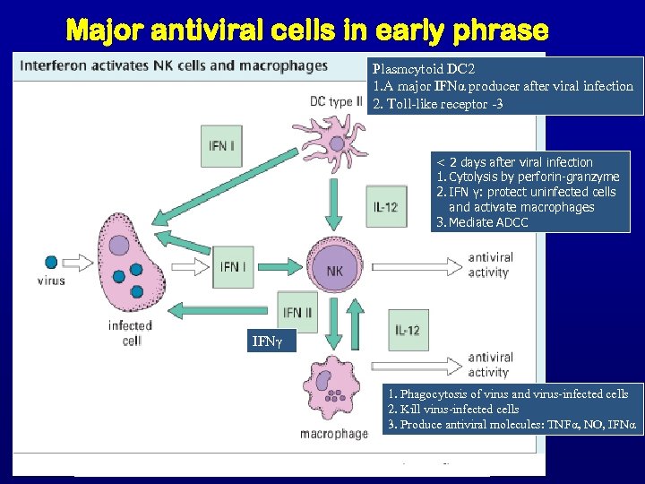 Major antiviral cells in early phrase Plasmcytoid DC 2 1. A major IFNα producer