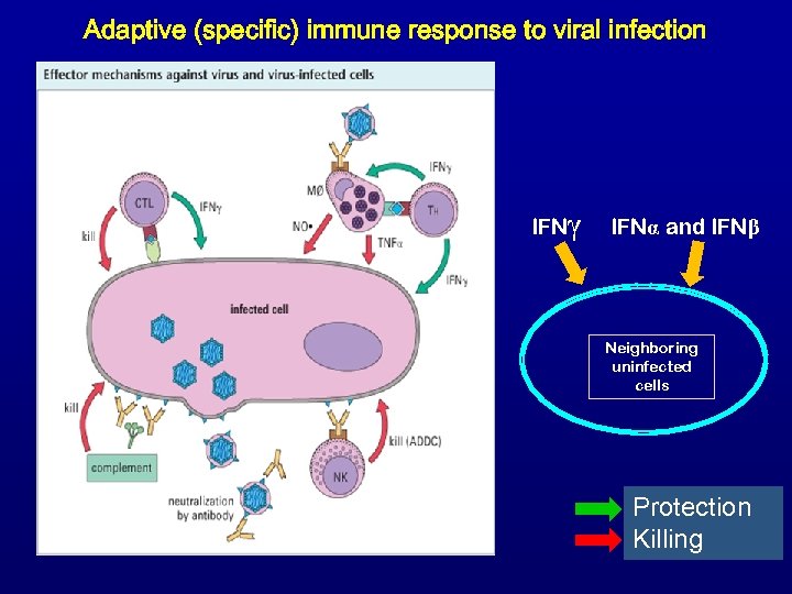 Adaptive (specific) immune response to viral infection 9 5 7 6 8 IFNγ IFNα