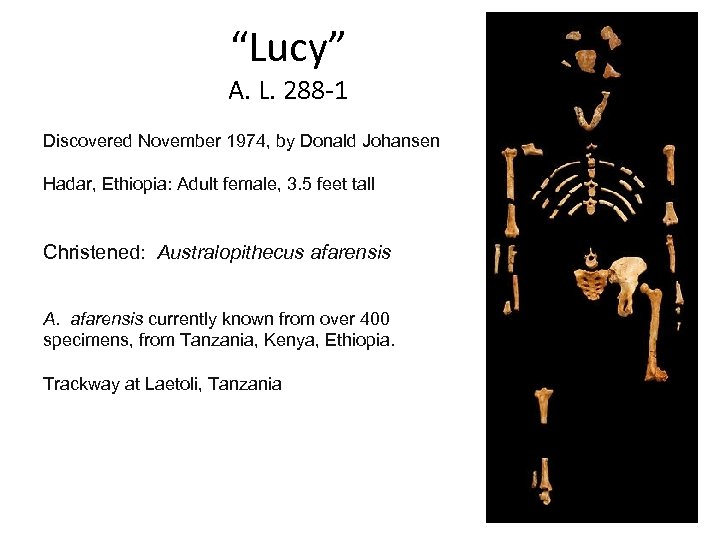 “Lucy” A. L. 288 -1 Discovered November 1974, by Donald Johansen Hadar, Ethiopia: Adult