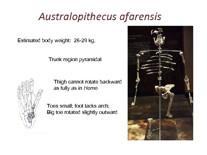 Australopithecus afarensis Estimated body weight: 26 -29 kg. Trunk region pyramidal Thigh cannot rotate