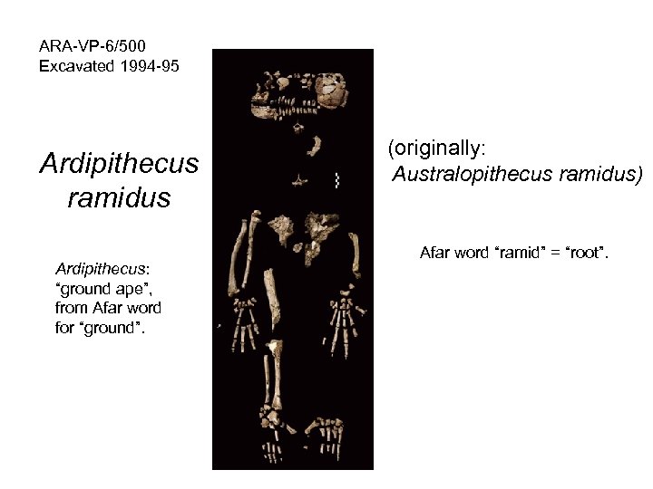 ARA-VP-6/500 Excavated 1994 -95 Ardipithecus ramidus Ardipithecus: “ground ape”, from Afar word for “ground”.