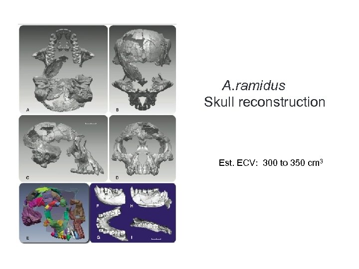 A. ramidus Skull reconstruction Est. ECV: 300 to 350 cm 3 