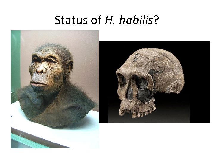 Status of H. habilis? 