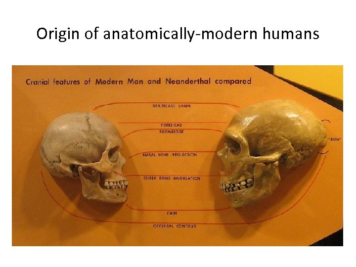 Origin of anatomically-modern humans 