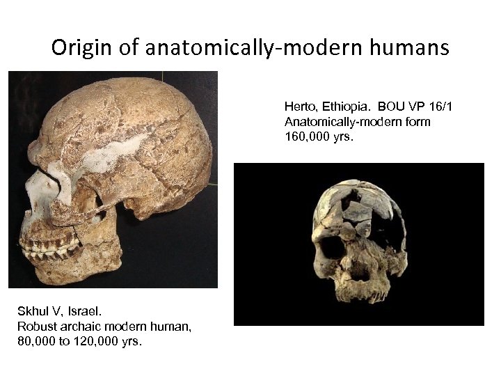 Origin of anatomically-modern humans Herto, Ethiopia. BOU VP 16/1 Anatomically-modern form 160, 000 yrs.