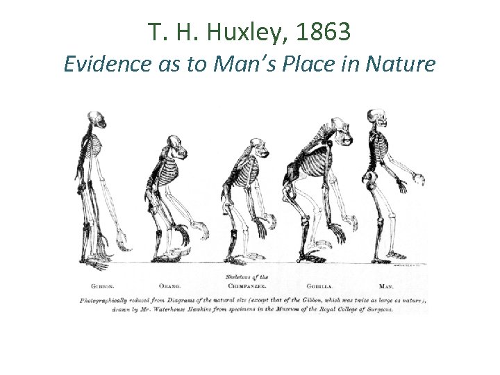 T. H. Huxley, 1863 Evidence as to Man’s Place in Nature 