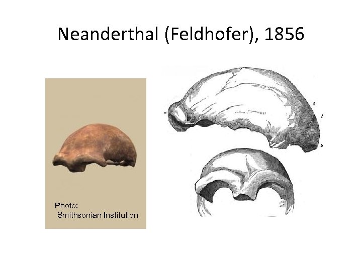 Neanderthal (Feldhofer), 1856 Photo: Smithsonian Institution 