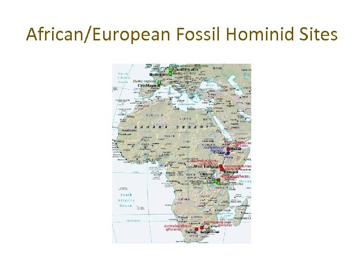 African/European Fossil Hominid Sites 