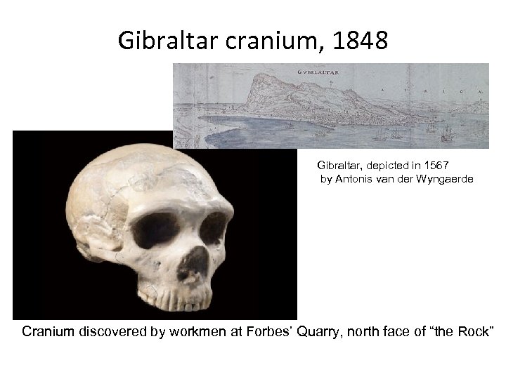 Gibraltar cranium, 1848 Gibraltar, depicted in 1567 by Antonis van der Wyngaerde Cranium discovered