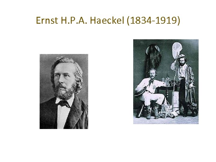 Ernst H. P. A. Haeckel (1834 -1919) 