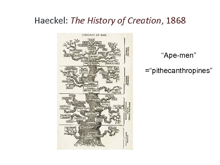 Haeckel: The History of Creation, 1868 “Ape-men” =“pithecanthropines” 