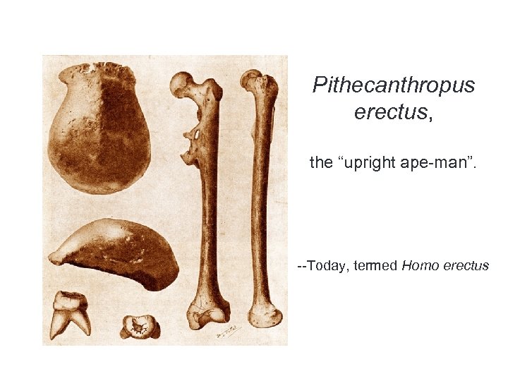 Pithecanthropus erectus, the “upright ape-man”. --Today, termed Homo erectus 