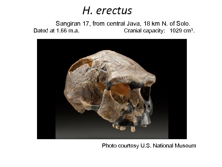 H. erectus Sangiran 17, from central Java, 18 km N. of Solo. Dated at