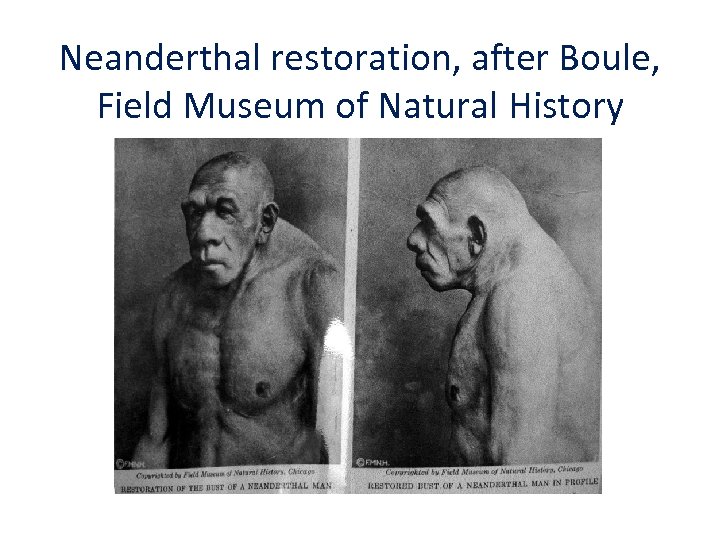 Neanderthal restoration, after Boule, Field Museum of Natural History 