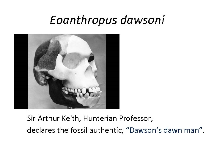 Eoanthropus dawsoni Sir Arthur Keith, Hunterian Professor, declares the fossil authentic, “Dawson’s dawn man”.