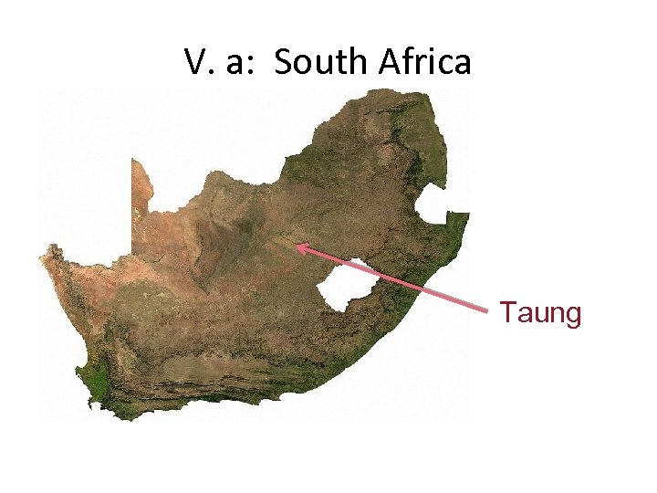 V. a: South Africa Taung 