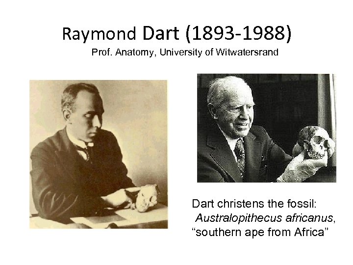 Raymond Dart (1893 -1988) Prof. Anatomy, University of Witwatersrand Dart christens the fossil: Australopithecus