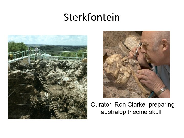 Sterkfontein Curator, Ron Clarke, preparing australopithecine skull 