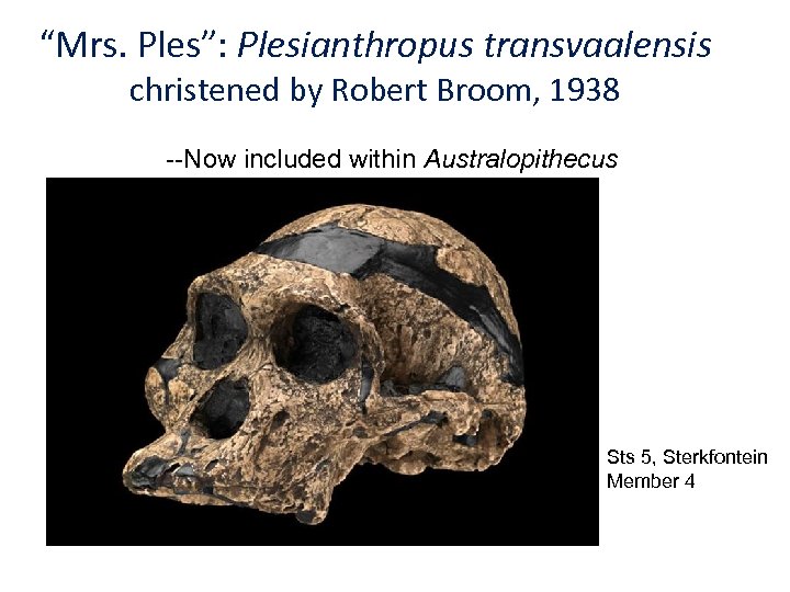 “Mrs. Ples”: Plesianthropus transvaalensis christened by Robert Broom, 1938 --Now included within Australopithecus Sts