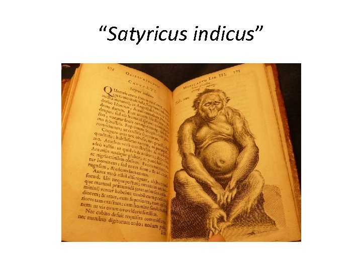 “Satyricus indicus” 