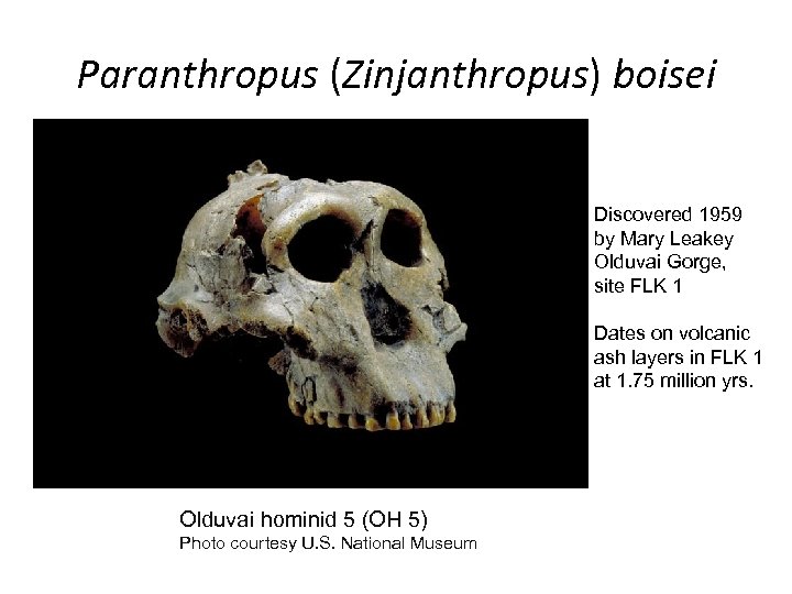 Paranthropus (Zinjanthropus) boisei Discovered 1959 by Mary Leakey Olduvai Gorge, site FLK 1 Dates