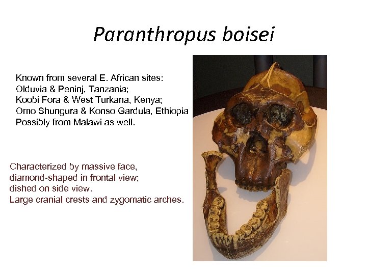 Paranthropus boisei Known from several E. African sites: Olduvia & Peninj, Tanzania; Koobi Fora