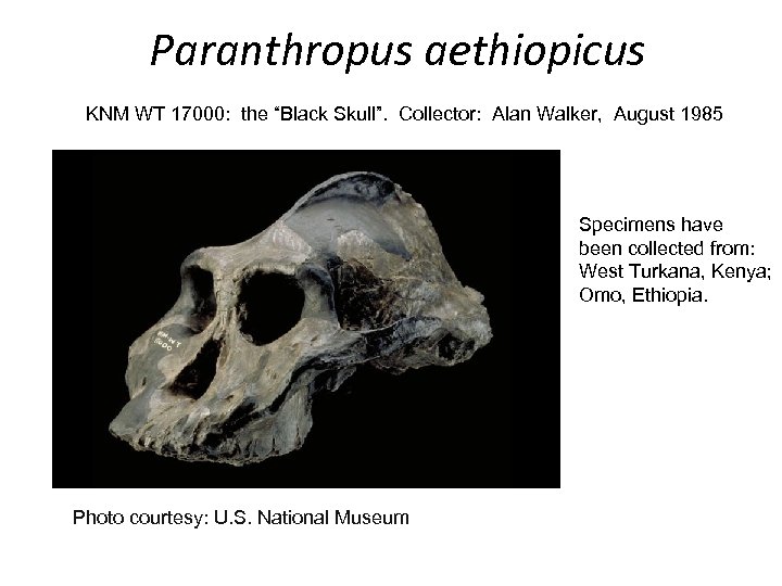 Paranthropus aethiopicus KNM WT 17000: the “Black Skull”. Collector: Alan Walker, August 1985 Specimens