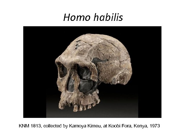 Homo habilis KNM 1813, collected by Kamoya Kimeu, at Koobi Fora, Kenya, 1973 