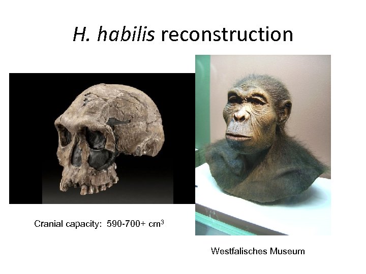 H. habilis reconstruction Cranial capacity: 590 -700+ cm 3 Westfalisches Museum 