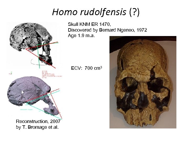 Homo rudolfensis (? ) Skull KNM ER 1470, Discovered by Bernard Ngeneo, 1972 Age