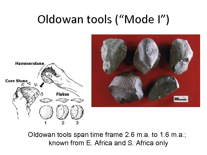 Oldowan tools (“Mode I”) Oldowan tools span time frame 2. 6 m. a. to