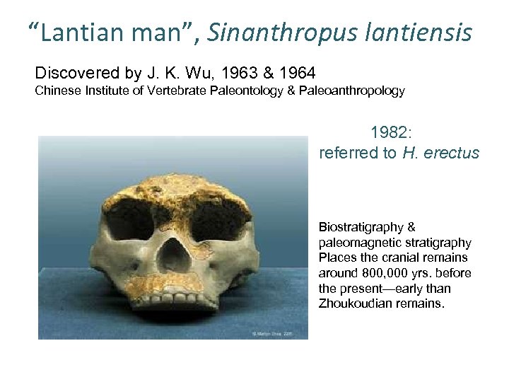 “Lantian man”, Sinanthropus lantiensis Discovered by J. K. Wu, 1963 & 1964 Chinese Institute