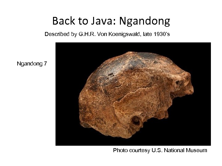 Back to Java: Ngandong Described by G. H. R. Von Koenigswald, late 1930’s Ngandong