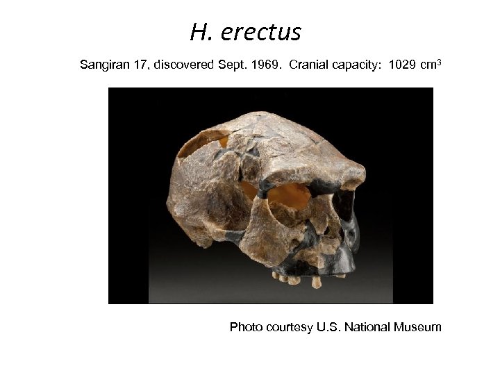 H. erectus Sangiran 17, discovered Sept. 1969. Cranial capacity: 1029 cm 3 Photo courtesy