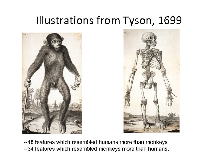 Illustrations from Tyson, 1699 --48 features which resembled humans more than monkeys; --34 features