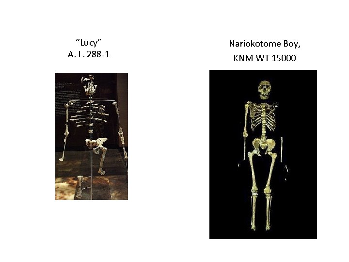 “Lucy” A. L. 288 -1 Nariokotome Boy, KNM-WT 15000 