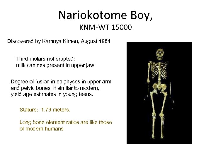 Nariokotome Boy, KNM-WT 15000 Discovered by Kamoya Kimeu, August 1984 Third molars not erupted;