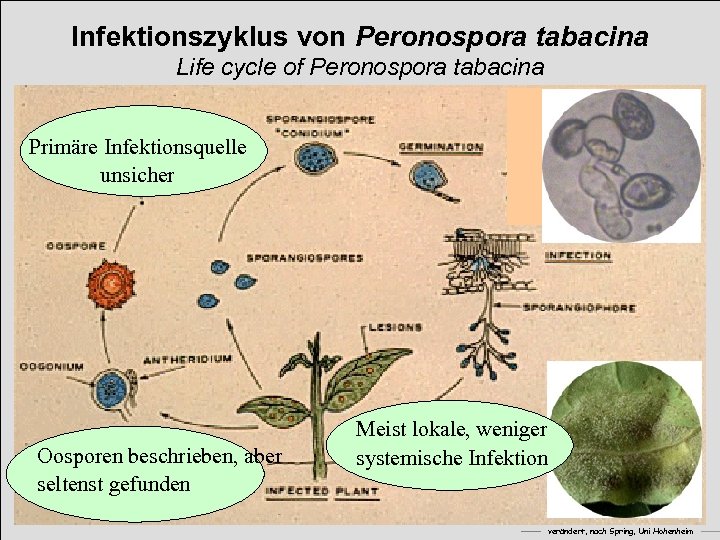 Infektionszyklus von Peronospora tabacina Life cycle of Peronospora tabacina Primäre Infektionsquelle unsicher Oosporen beschrieben,