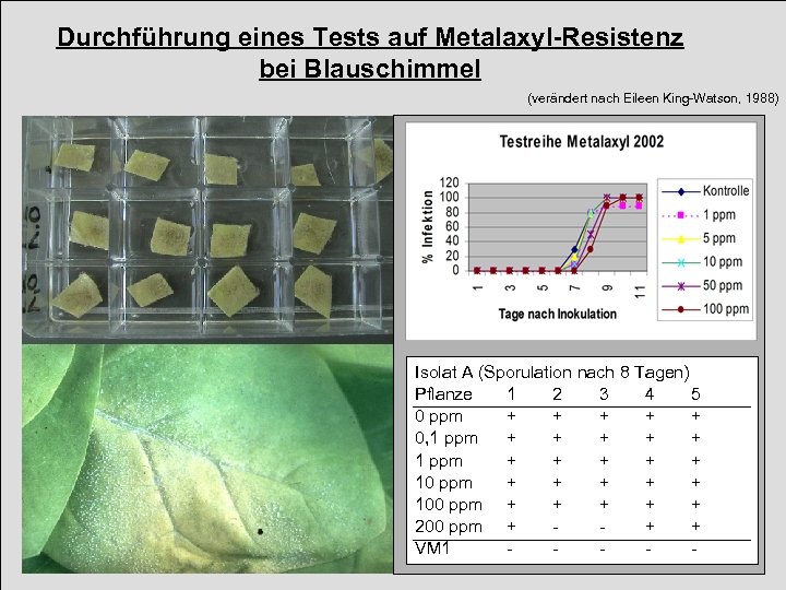 Durchführung eines Tests auf Metalaxyl-Resistenz bei Blauschimmel (verändert nach Eileen King-Watson, 1988) Pflanzenmaterial: Verwendung