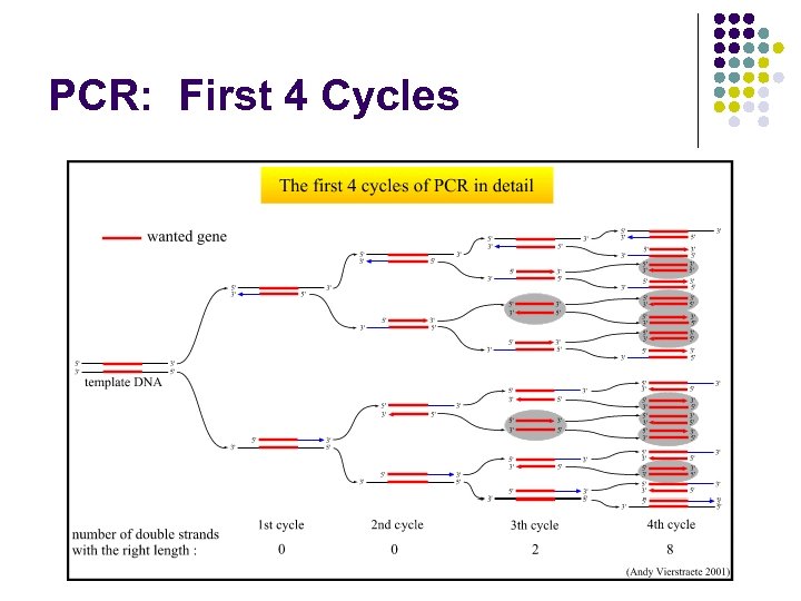 PCR: First 4 Cycles 