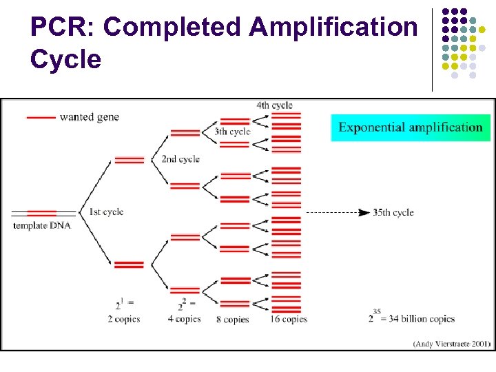 PCR: Completed Amplification Cycle 