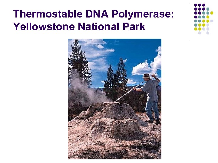 Thermostable DNA Polymerase: Yellowstone National Park 