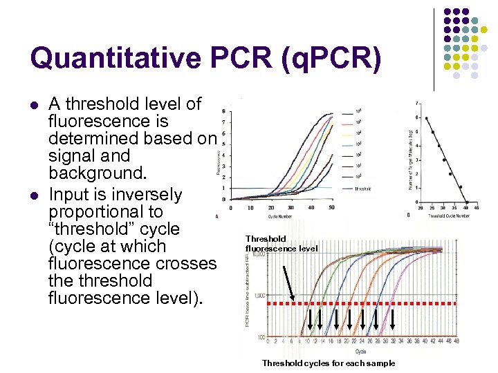 Quantitative PCR (q. PCR) l l A threshold level of fluorescence is determined based